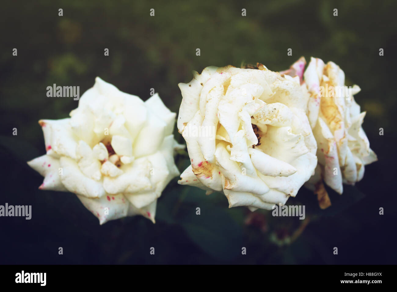 Bellissime rose bianche in giardino Foto Stock