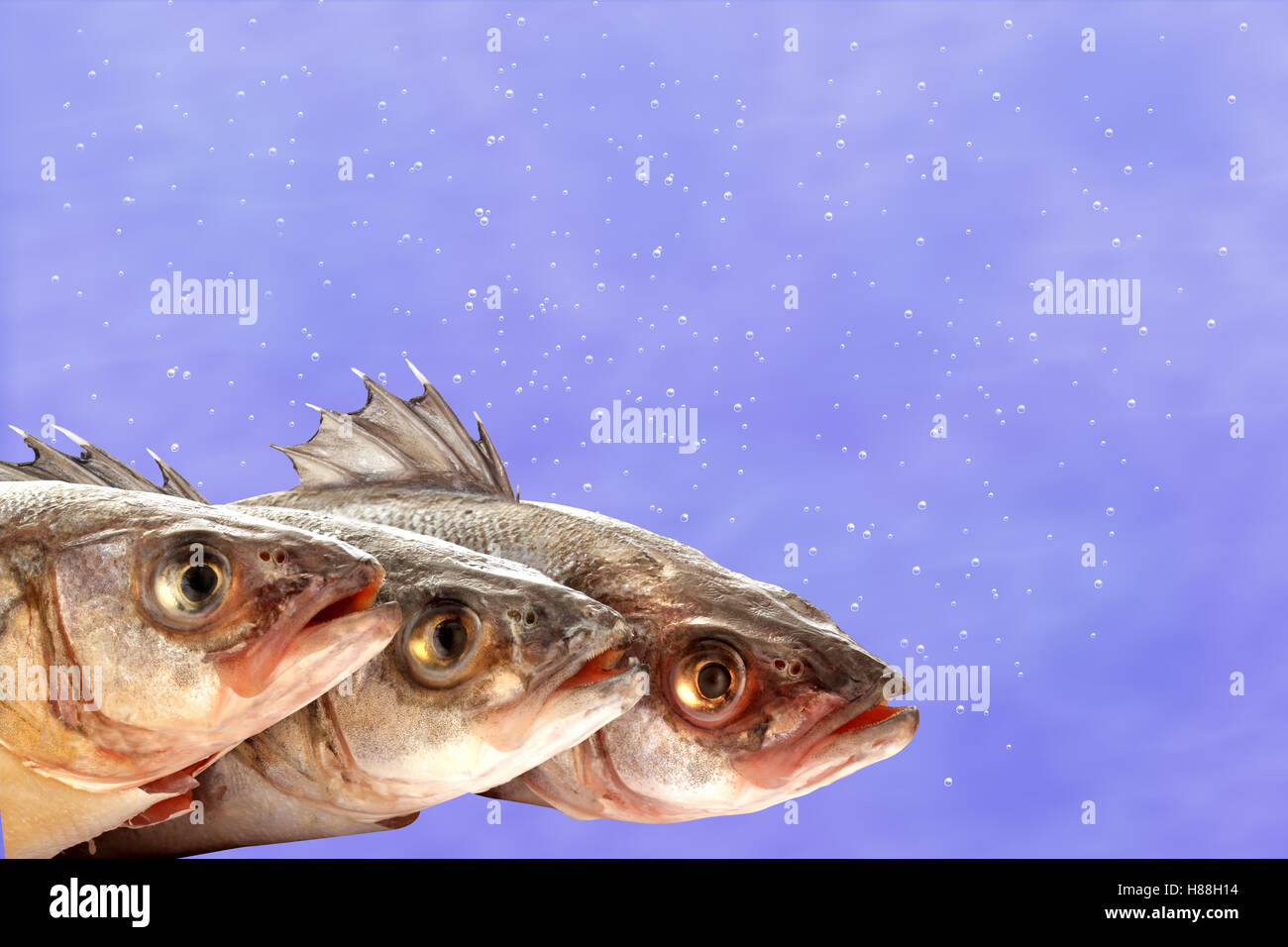 Una fotografia di tre spigola nuoto insieme contro un sfondo illustrazione di bolle in acqua Foto Stock