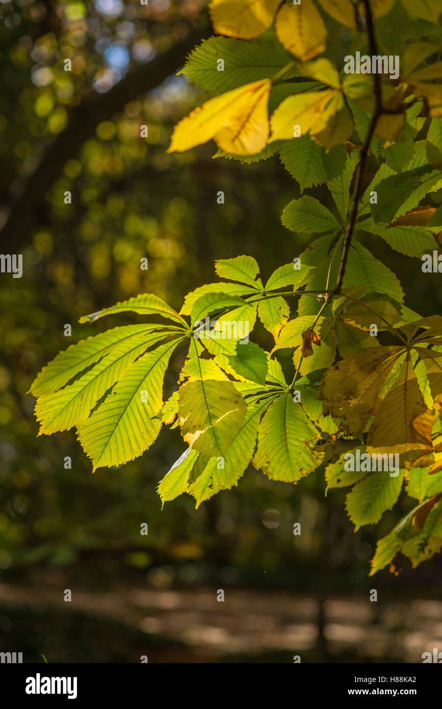 Le foglie essiccate di autunno retroilluminato Foto Stock