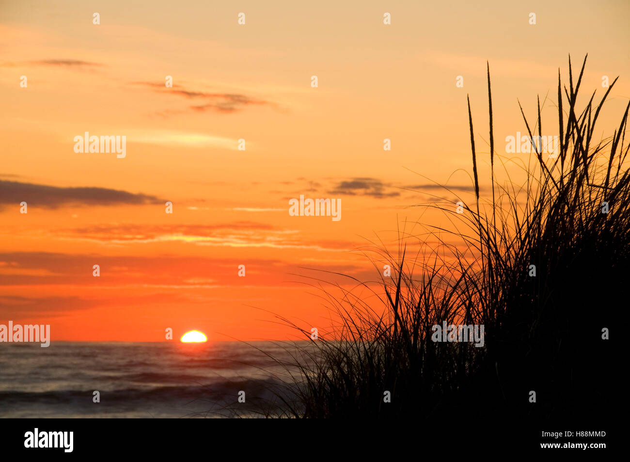 Dunegrass sunrise, Hampton Beach State Park, New Hampshire Foto Stock