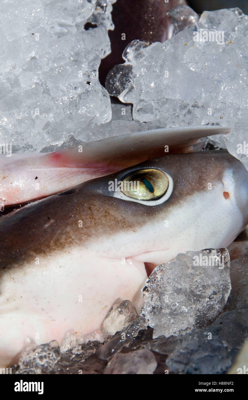 Catture di squali, Rye Harbour, New Hampshire Foto Stock