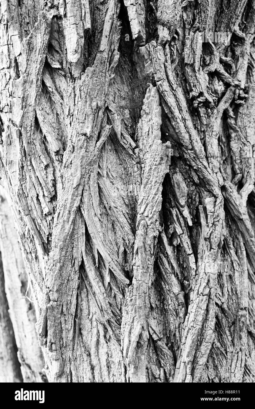 tronco Foto Stock