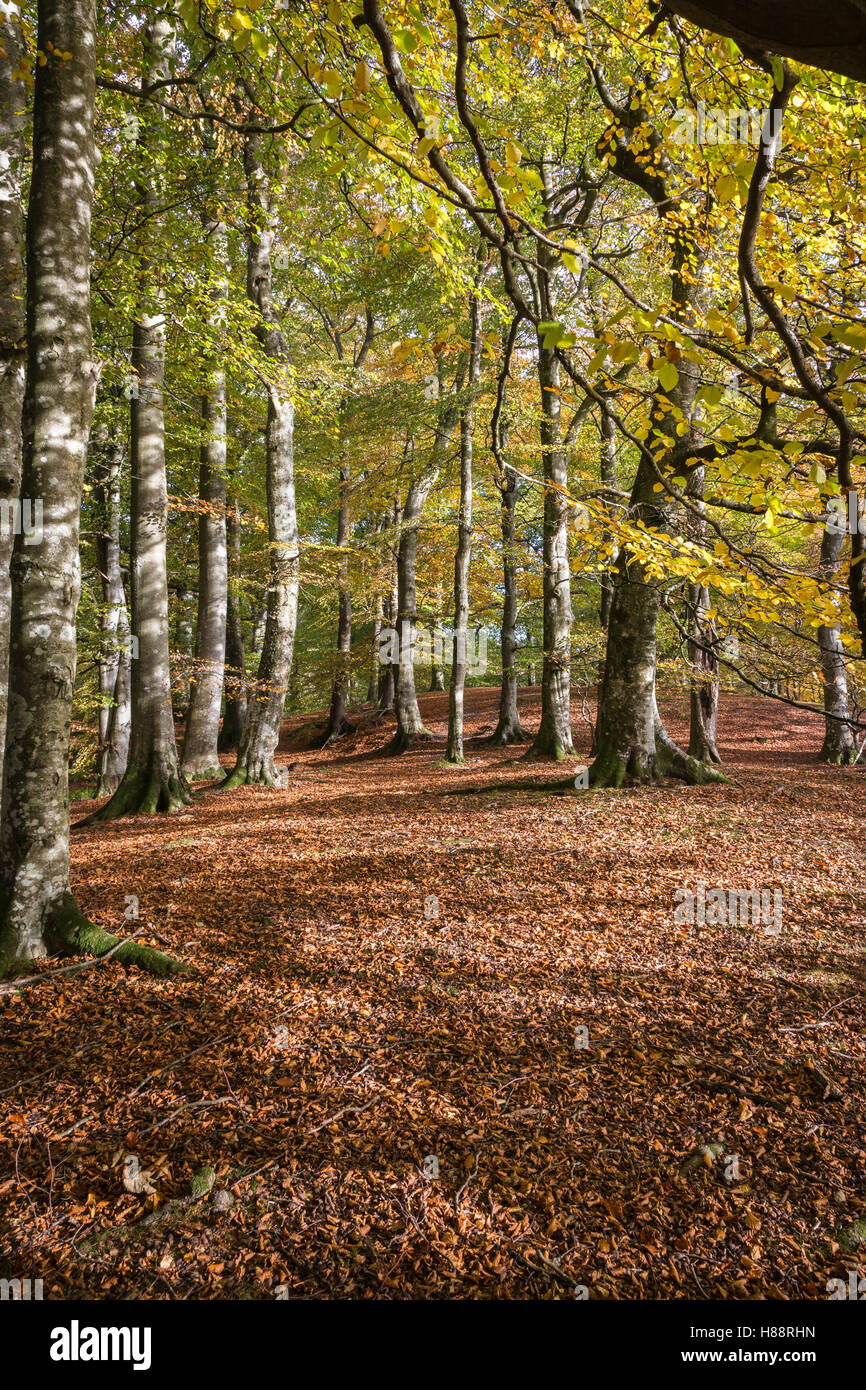 Foresta di faggio a Glen Esk a Angus, Scozia. Foto Stock