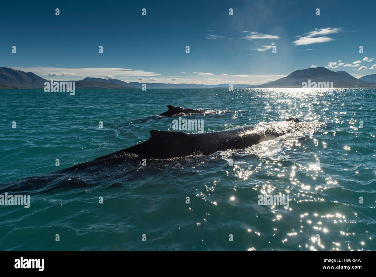 Le balene con la gobba (Megaptera novaeangliae) nuoto, Eyjafjörður, Islanda Foto Stock