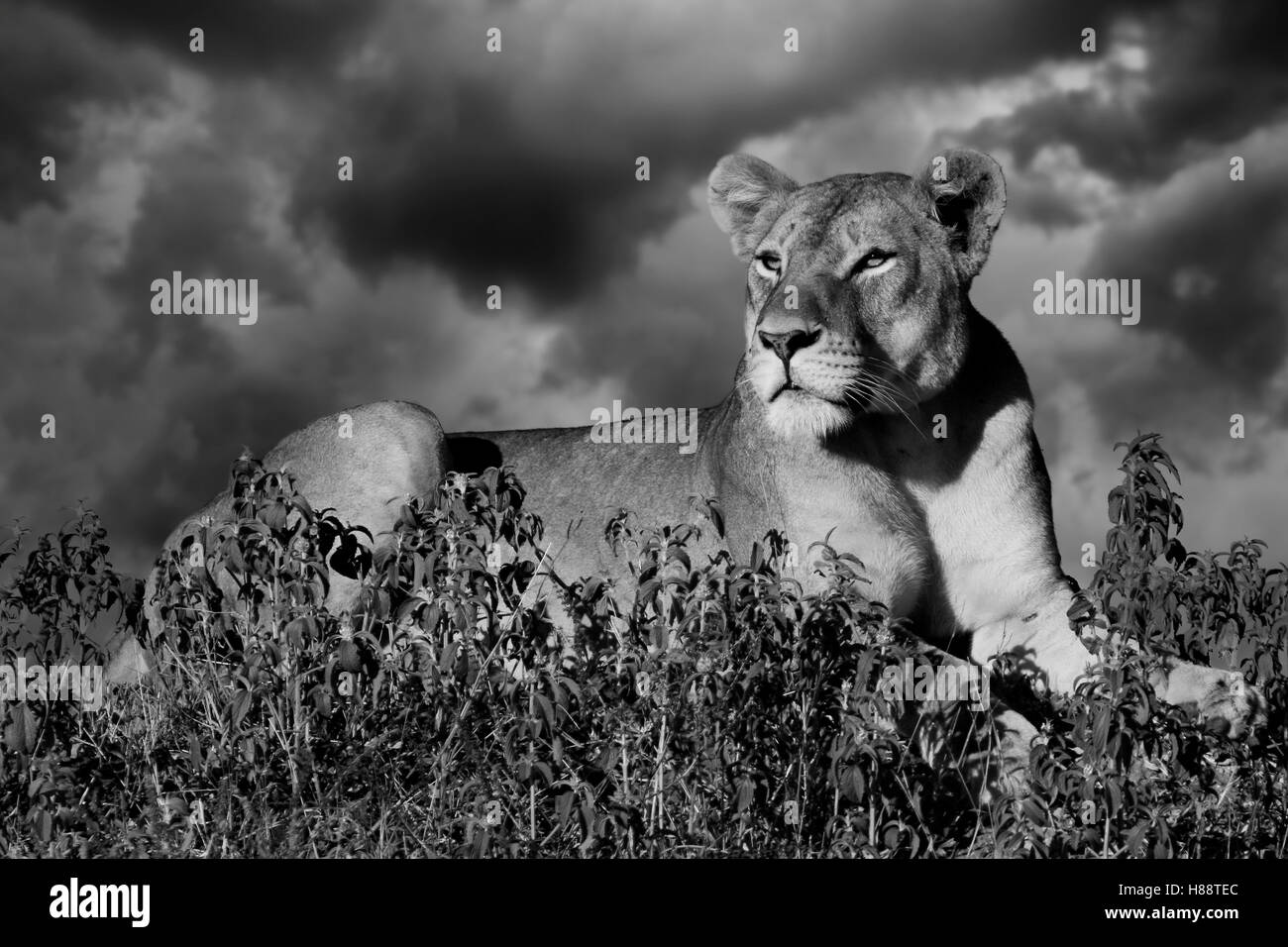 Leonessa (Panthera leo) sul belvedere, Okavango Delta, Botswana Foto Stock
