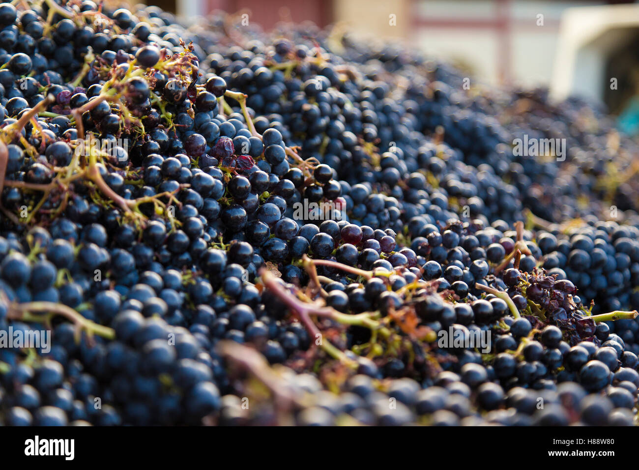 Close up di pelo di Malbec uve in Saint Emilion pronto per la pressatura di grappoli maturi di stocchi di uve appena raccolte in vendemmia Foto Stock