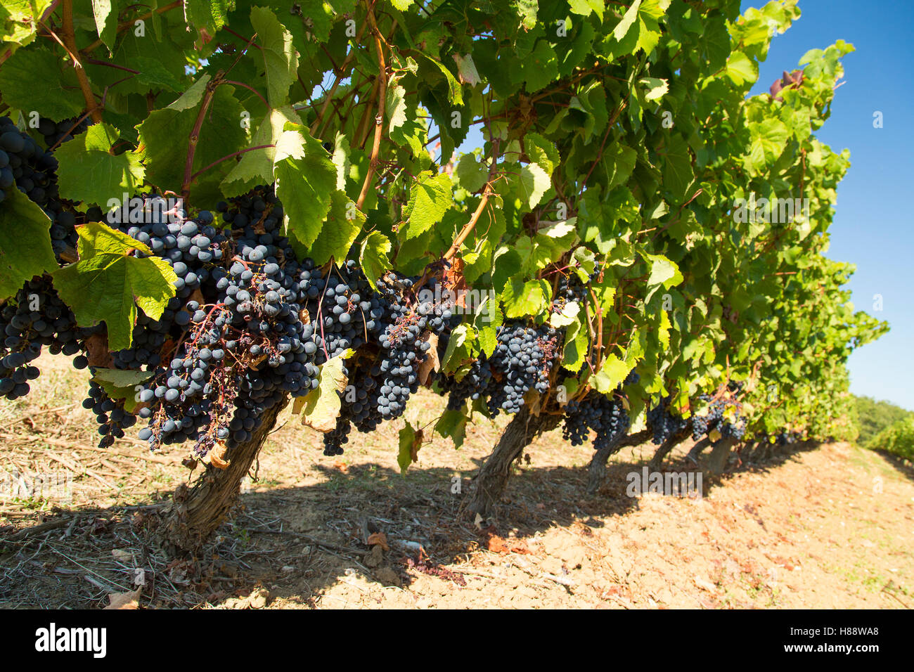 Fila di Malbec uva sulla vite a Saint Emilion pronto per vendange blue sky maturo per il prelievo a vendemmia Foto Stock