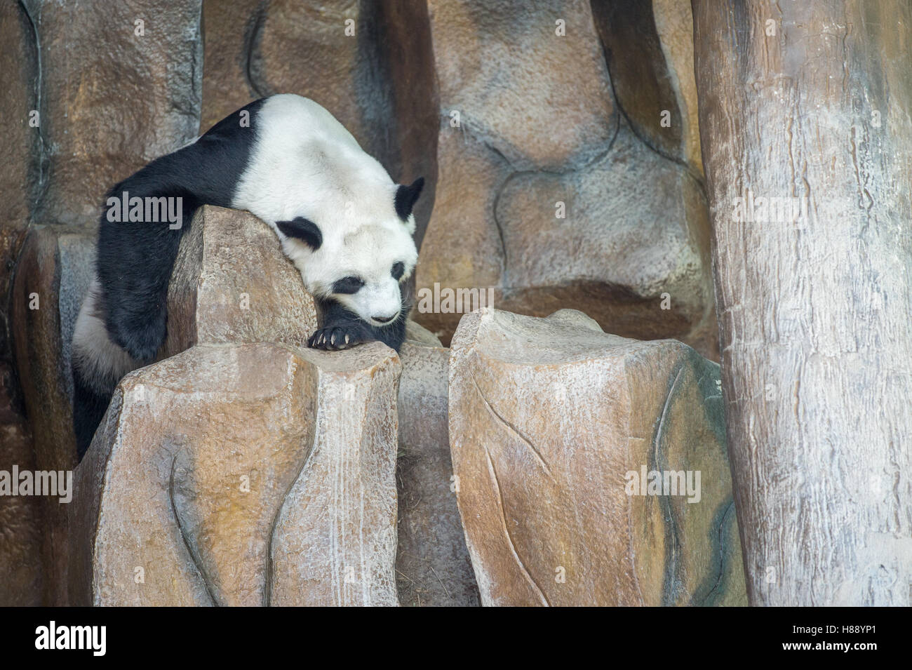 Panda in Chiang Mai zoo nel Nord della Thailandia Foto Stock