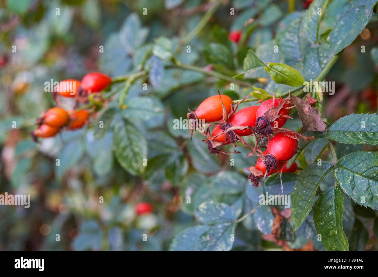 Rosa rossa anche bacche su un cane rosa arbusto, Rosa canina, Essex UK Foto Stock