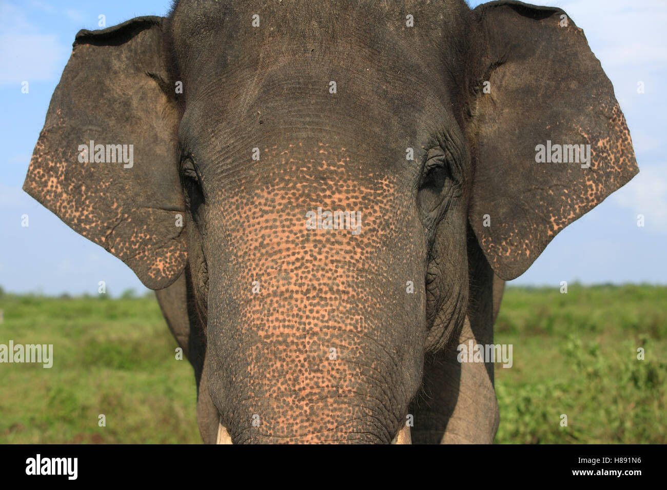 Elefante asiatico (Elephas maximus), cammino Kambas National Park, Sumatra, Indonesia Foto Stock