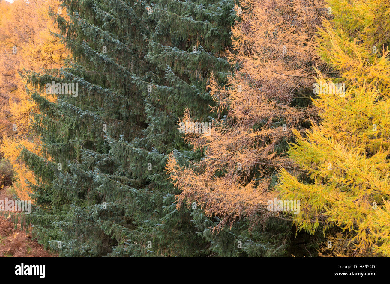 Un autunno in boschi di conifere, Wales, Regno Unito Foto Stock