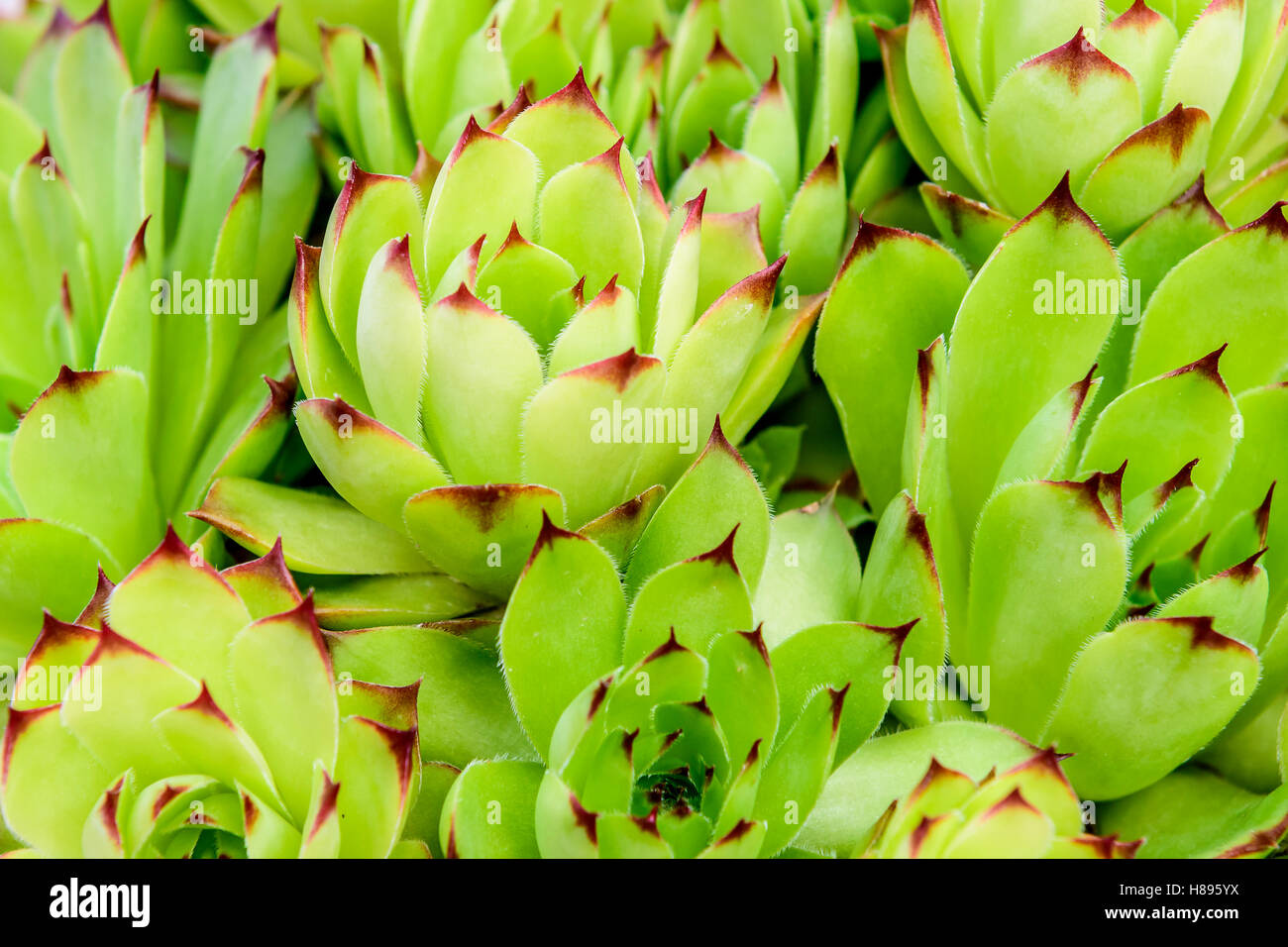 Primo piano/Macro shot di comune semprevivo - Sempervivum copernicia; si tratta di una specie di pianta flowering in famiglia Piante succulente | Dicotiledoni, na Foto Stock