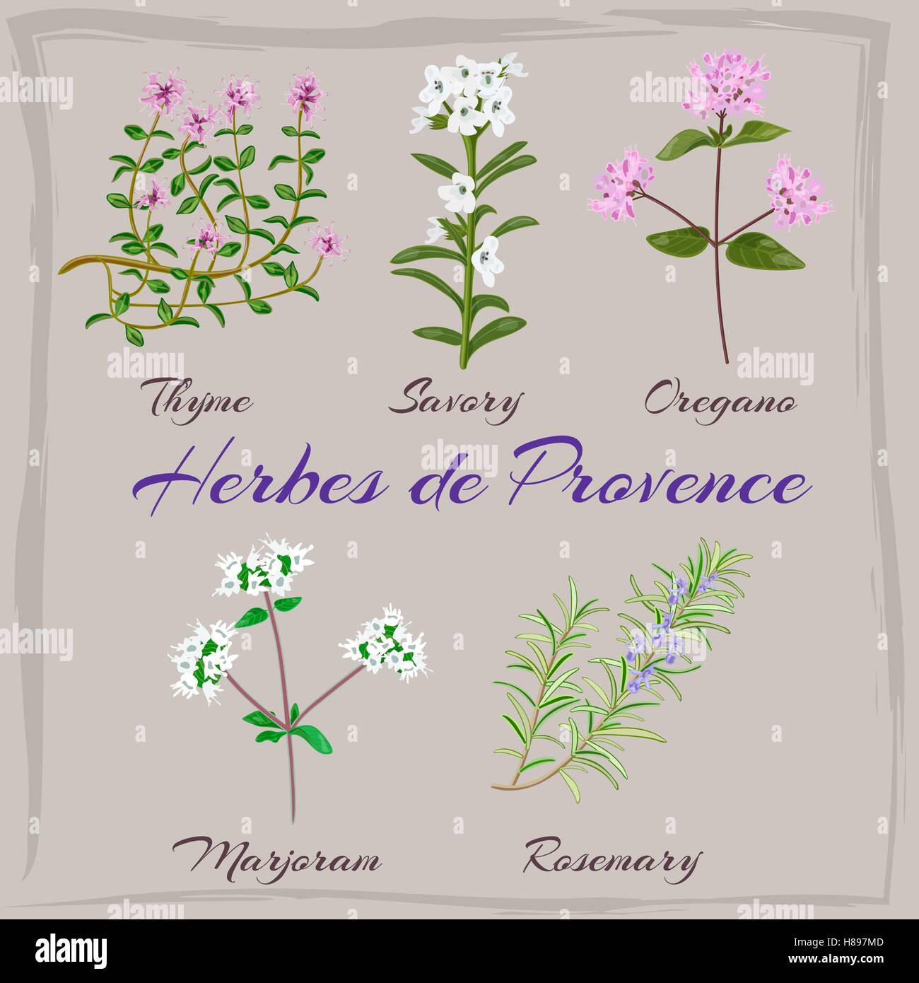 Herbes de Provence. Il timo, saporito, origano, maggiorana, rosmarino. Illustrazione Vettoriale. Illustrazione Vettoriale