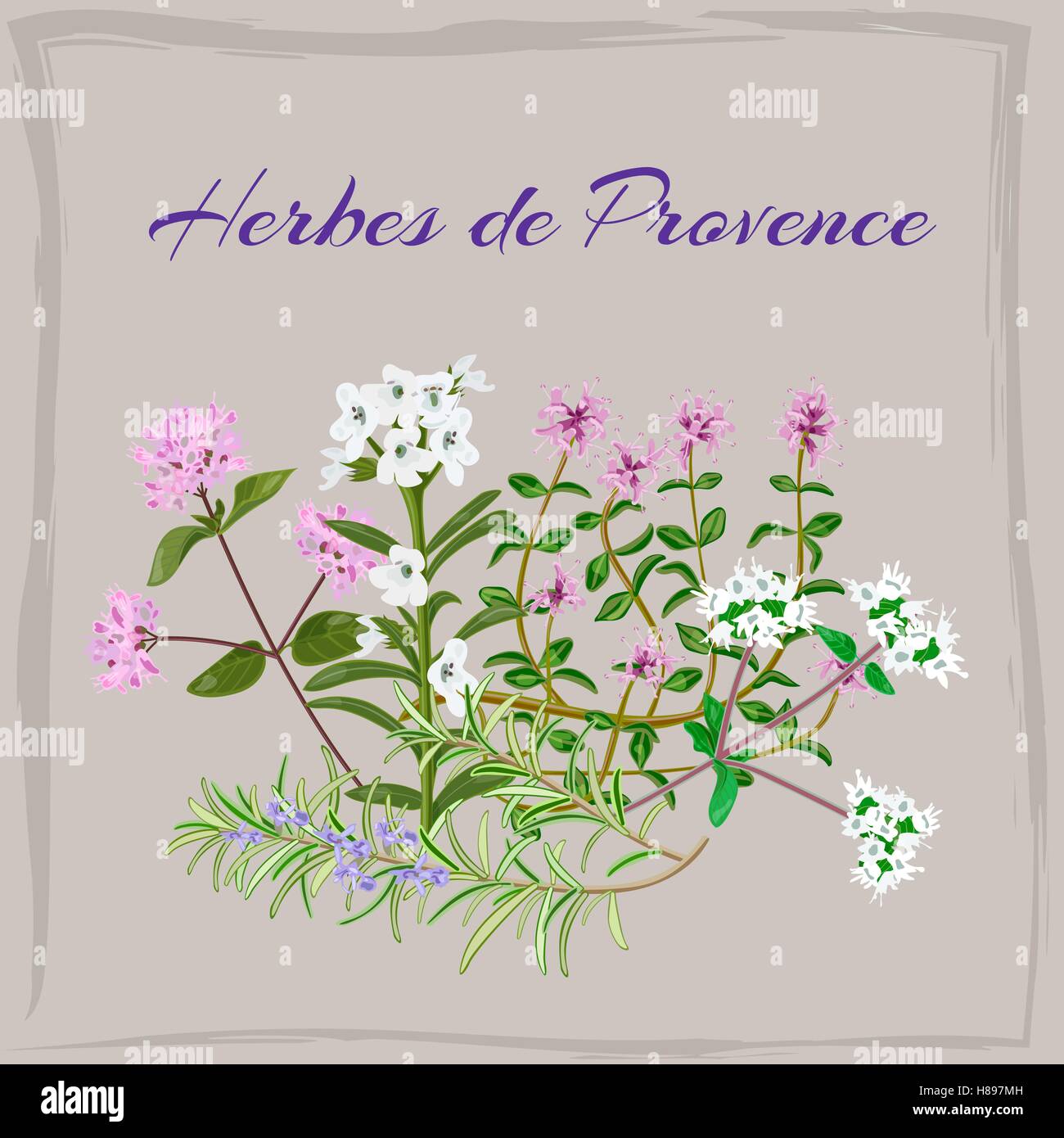 Herbes de Provence. Il timo, saporito, origano, maggiorana, rosmarino. Illustrazione Vettoriale. Illustrazione Vettoriale