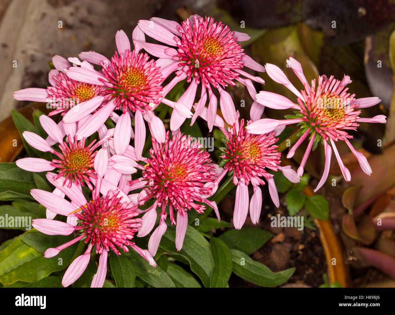 Cluster di vividi fiori di colore rosa e verde intenso delle foglie di Echinacea cultivar Scoop doppia 'Bubble Gum", una siccità piante tolleranti Foto Stock