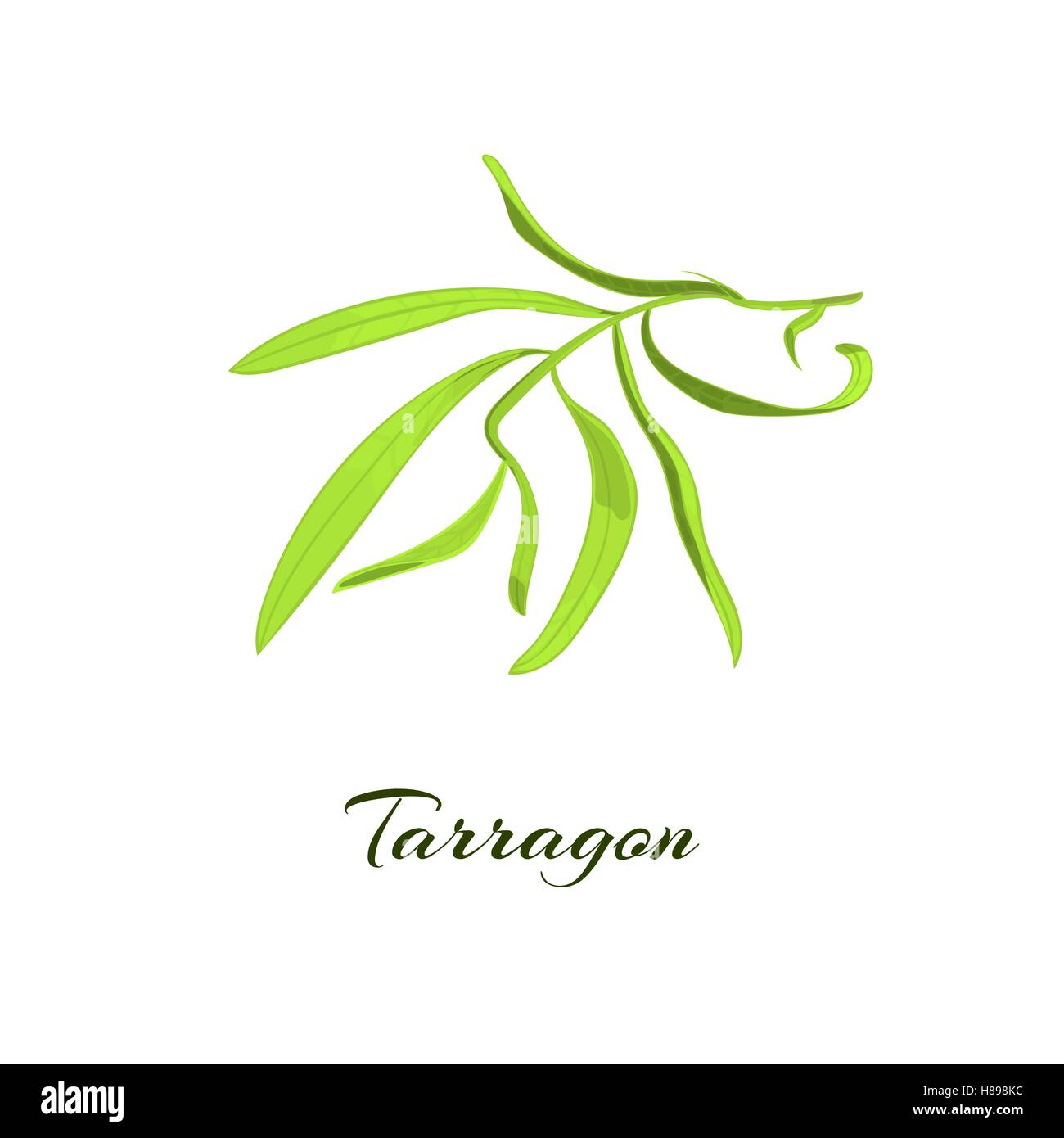 Dragoncello erba o Artemisia dracunculus. Illustrazione Vettoriale Illustrazione Vettoriale