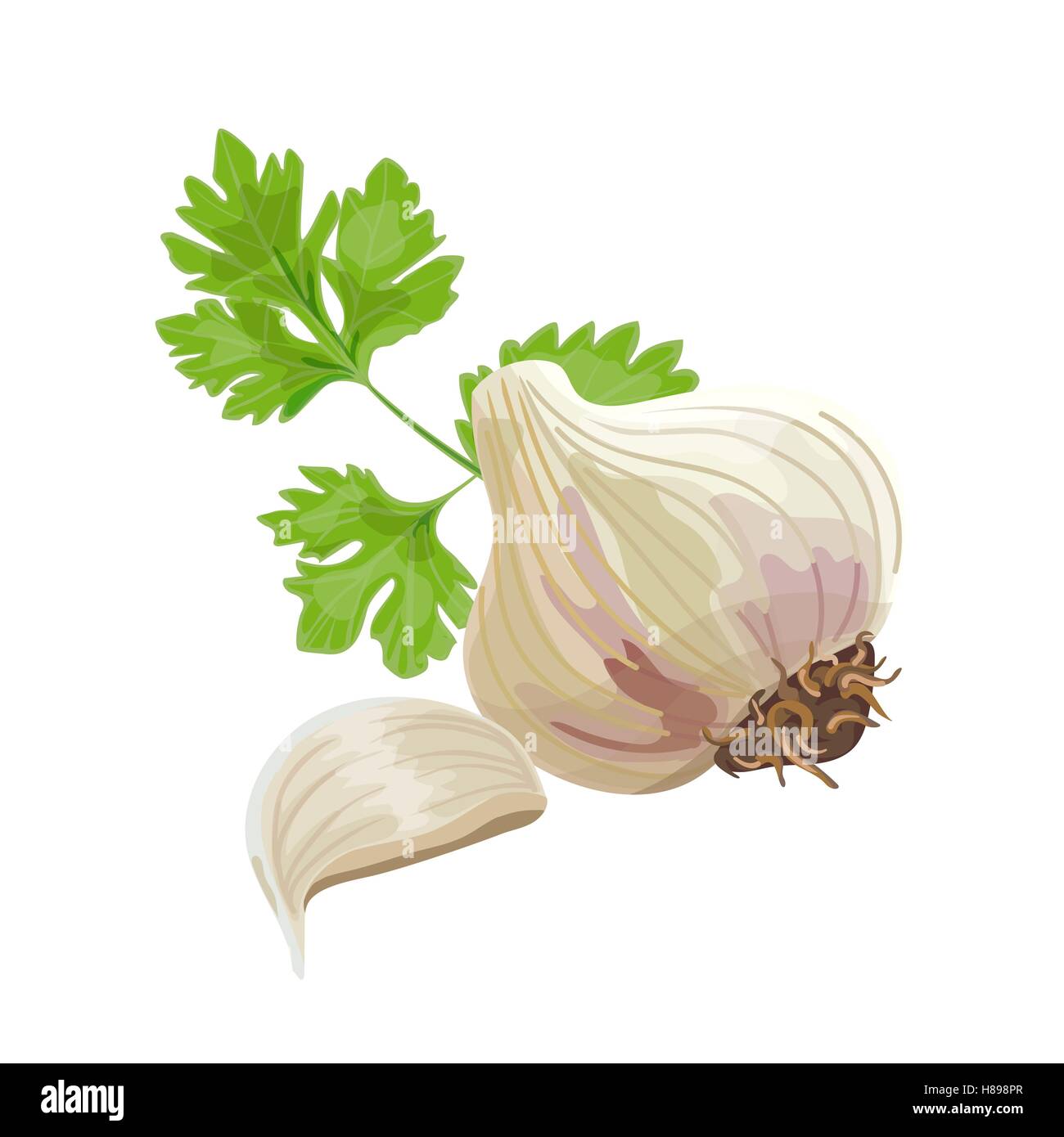 Aglio intero, uno spicchio e foglia di prezzemolo isolato su bianco. Illustrazione Vettoriale. Illustrazione Vettoriale