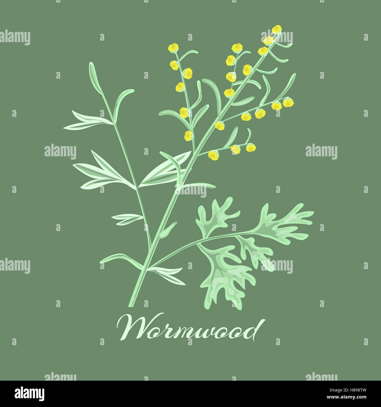 Assenzio erba o Artemisia absinthium. Illustrazione Vettoriale. Illustrazione Vettoriale