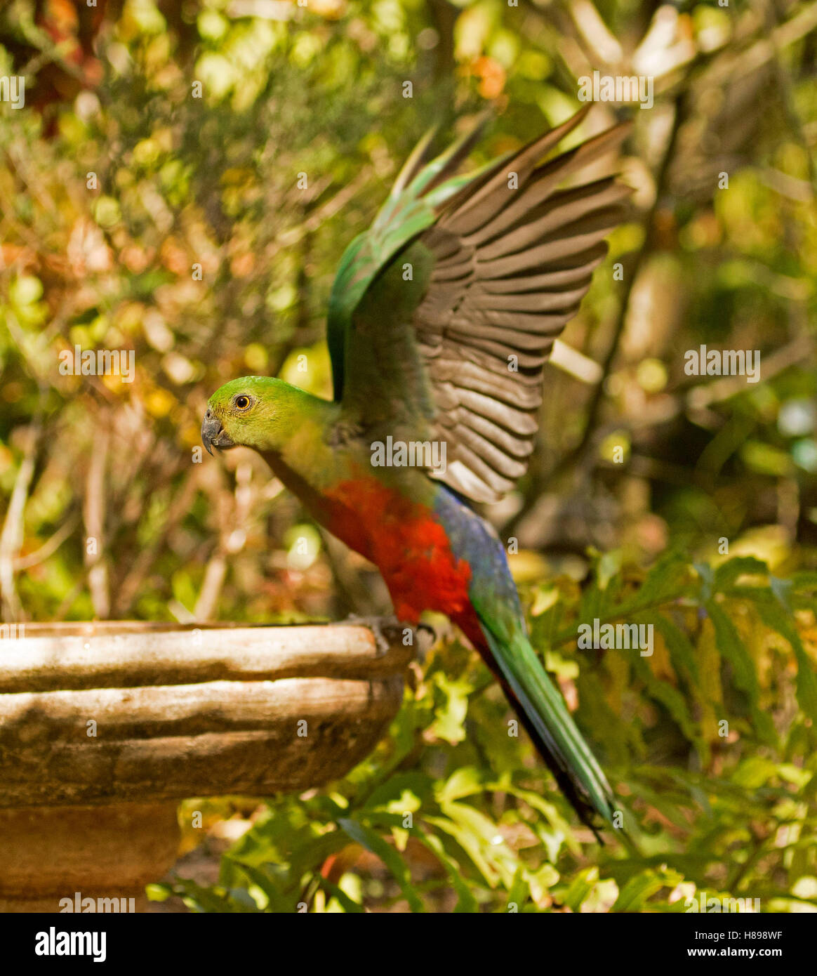 Il rosso e il verde teenager re maschio pappagallo, Alisterus scapularis, con ali distese, in atterraggio a bird bath in Australian giardino sub-tropicale Foto Stock