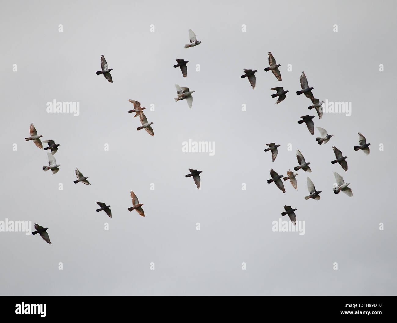 Stormo di piccioni che vola nel cielo di sera Foto Stock