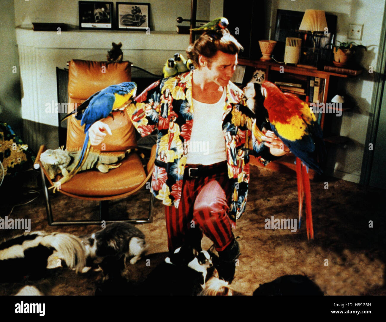 Ace Ventura - Ein tierischer Detektiv, (Ace Ventura: l'Acchiappanimali) USA 1994, Regie: Tom Shadyac, Jim Carrey, Stichwort: Vögel, Papageien, Hunde Foto Stock