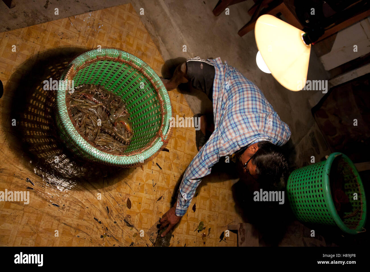 Lavoratore agricolo di smistamento di gamberi dopo la cattura di gamberetti maturo a un organico boreale agriturismo a Samut Prakan in Thailandia. Foto Stock