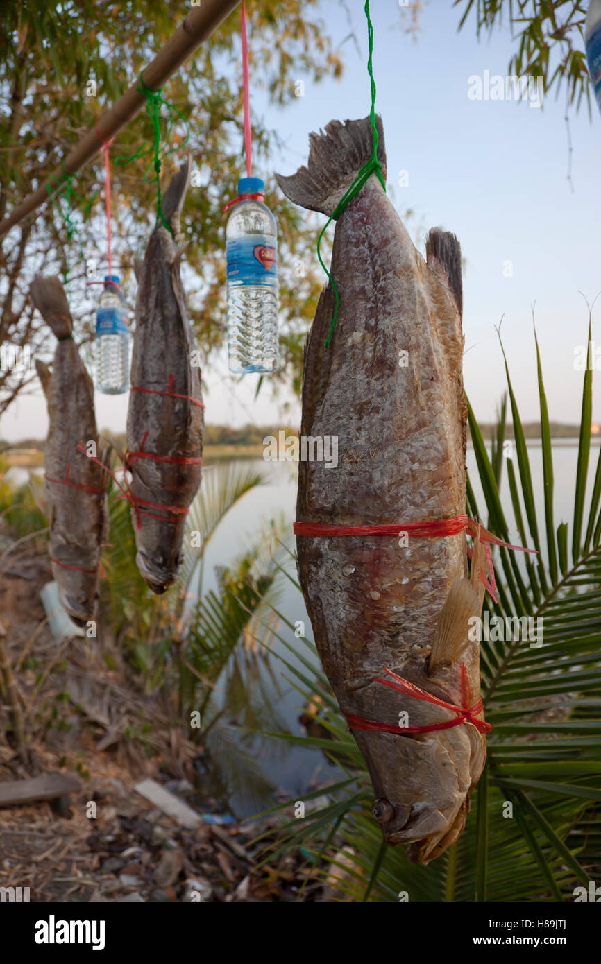Salate spigola che viene essiccato ad una fishfarm in Samut Prakan in Thailandia. Foto Stock