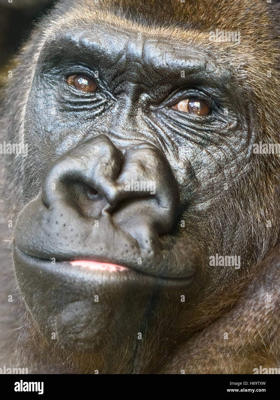 Nero ritratto Gorilla Foto Stock