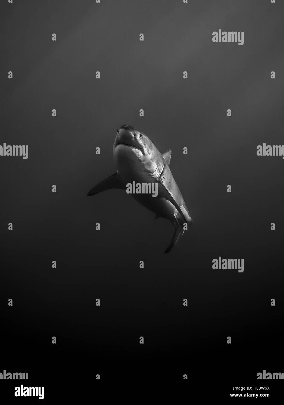 Il grande squalo bianco Alone in the dark nell'Oceano Pacifico a Isola di Guadalupe in Messico Foto Stock