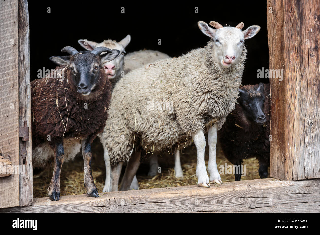 Gli animali domestici delle specie ovina in un granaio di pecora, Ontario, Canada. Foto Stock