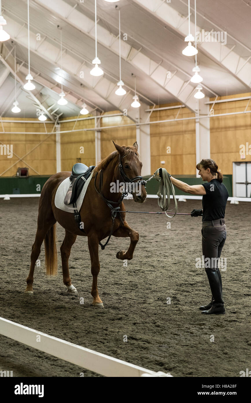 Pineland Farms centro equestre, Nuova Gloucester, Maine, Stati Uniti d'America. Foto Stock