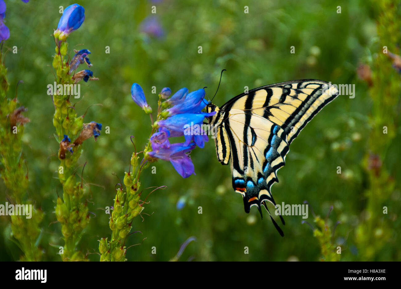 Coda forcuta farfalla sul fiore Foto Stock
