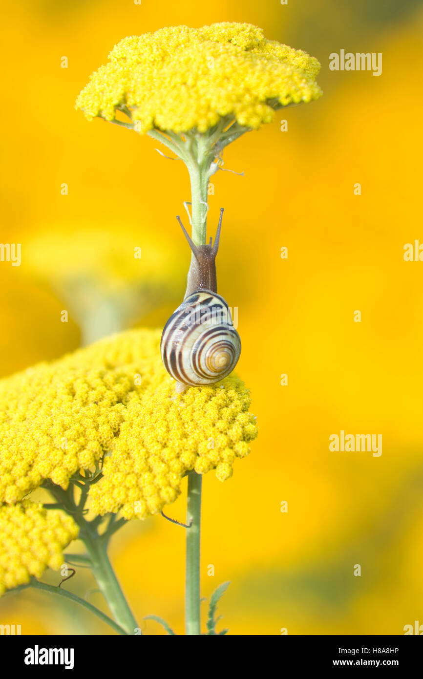 Snail arrampicarsi fiore Foto Stock