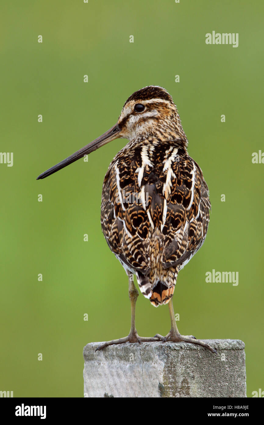 Beccaccino, Gallinago gallinago appollaiato su un palo da recinzione, North Uist, Ebridi Esterne, Scozia, Maggio 2016 Foto Stock