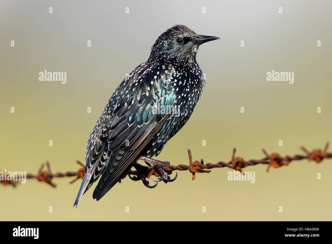 Starling comune gara delle Ebridi Sturnus vulgaris zetlandicus North Uist Ebridi Esterne della Scozia Foto Stock