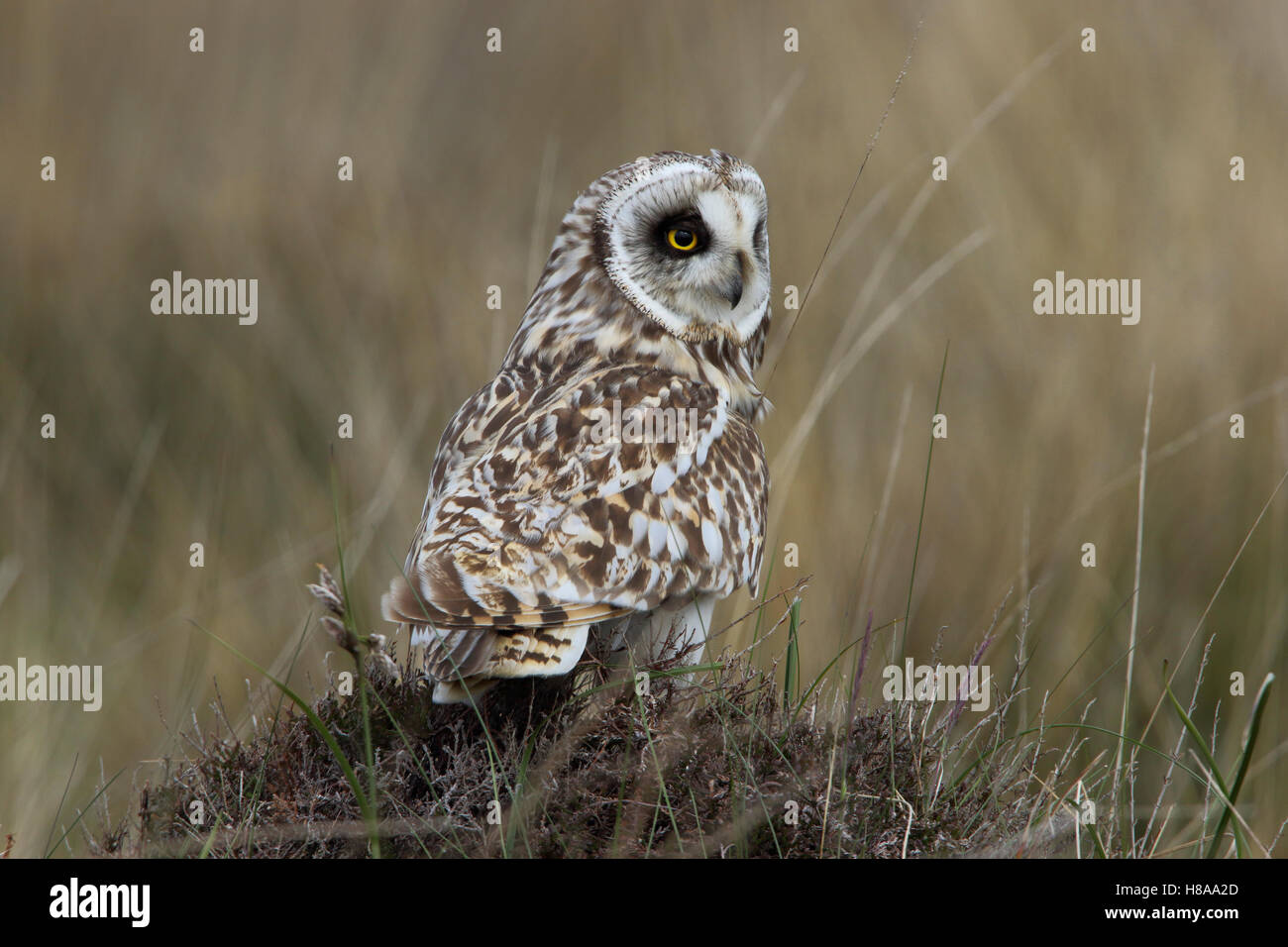 Corto-eared Owl, asio flammeus appollaiato mentre la caccia su una collinetta su delle Ebridi Machair vicino Malacleit North Uist Foto Stock