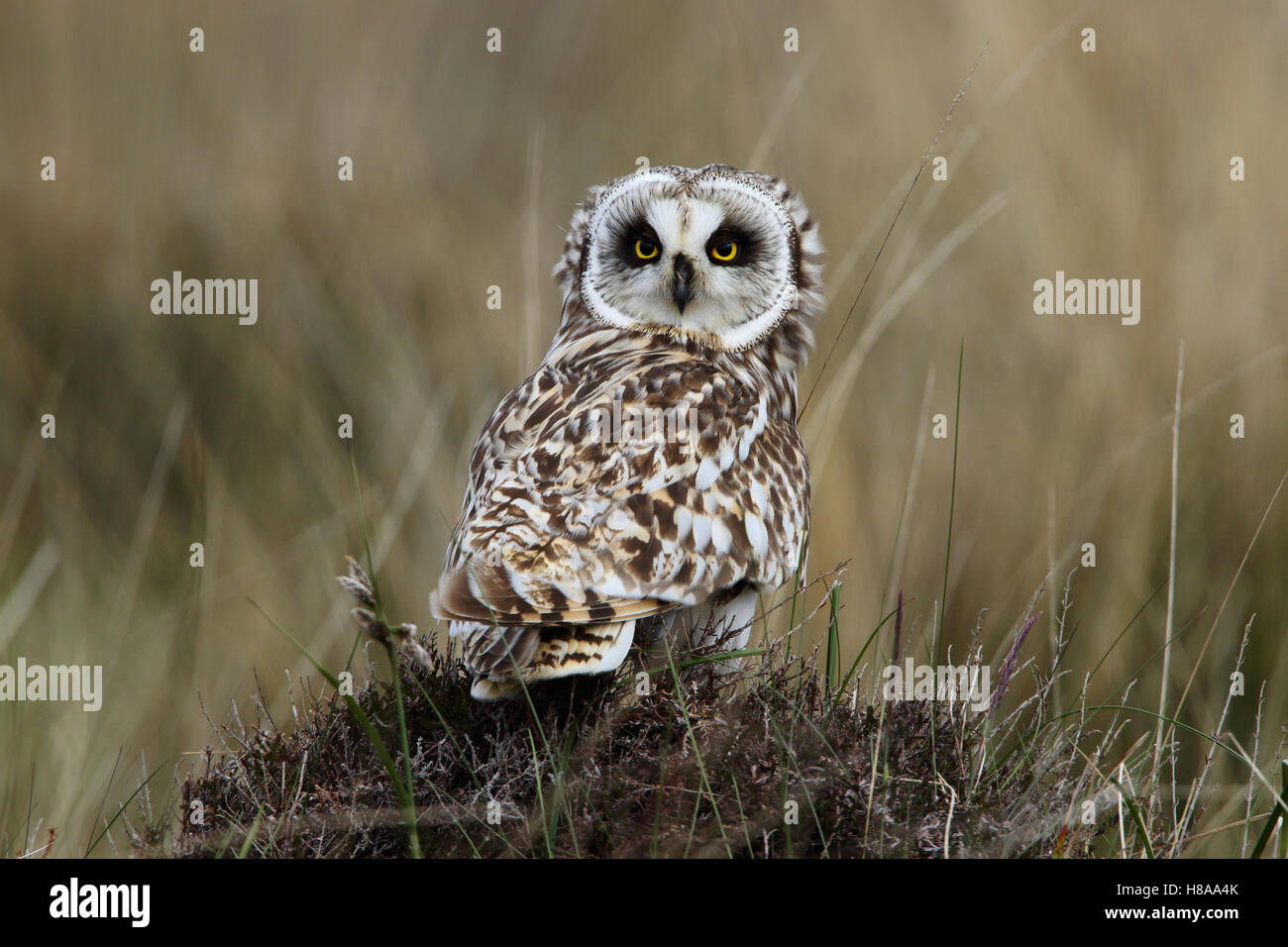 Corto-eared Owl, asio flammeus appollaiato mentre la caccia su una collinetta su delle Ebridi Machair vicino Malacleit North Uist Foto Stock