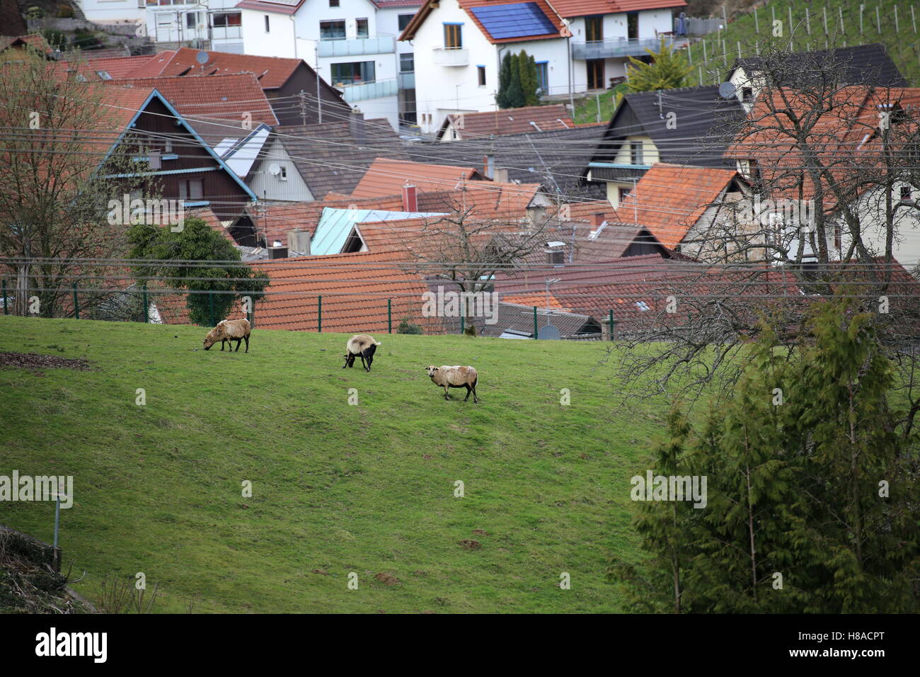 Camerun pecore al pascolo su prato in città. Foto Stock