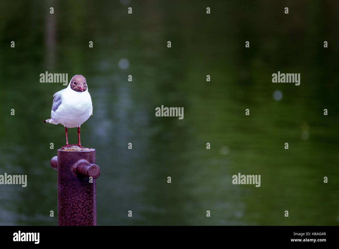 Seagull bird permanente sulla bollard post dal lato del fiume Foto Stock