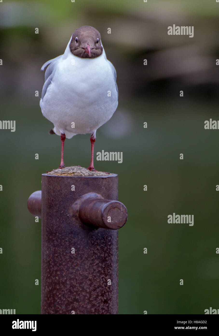 Seagull bird permanente sulla rusty bollard dal lato del fiume Foto Stock