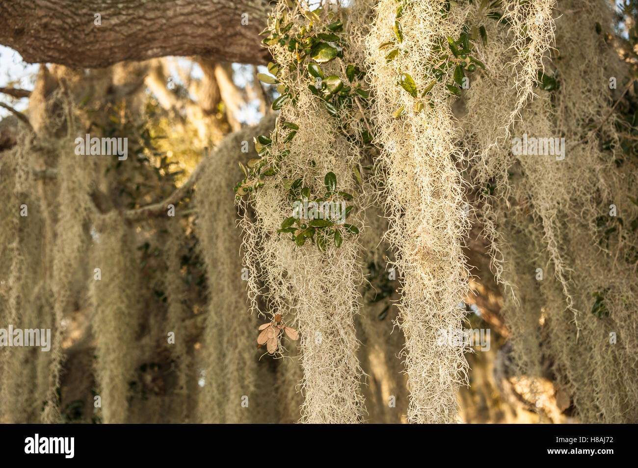 Muschio spagnolo (Tillandsia usneoides) appeso agli arti di una quercia della Florida. (USA) Foto Stock