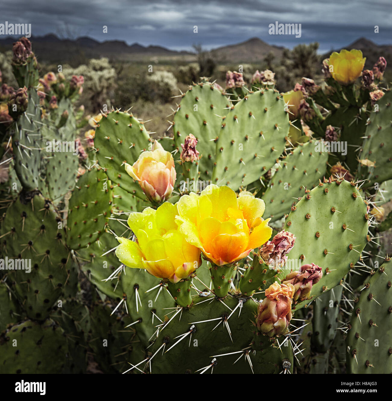 Fiori Selvatici nella superstizione deserto Foto Stock