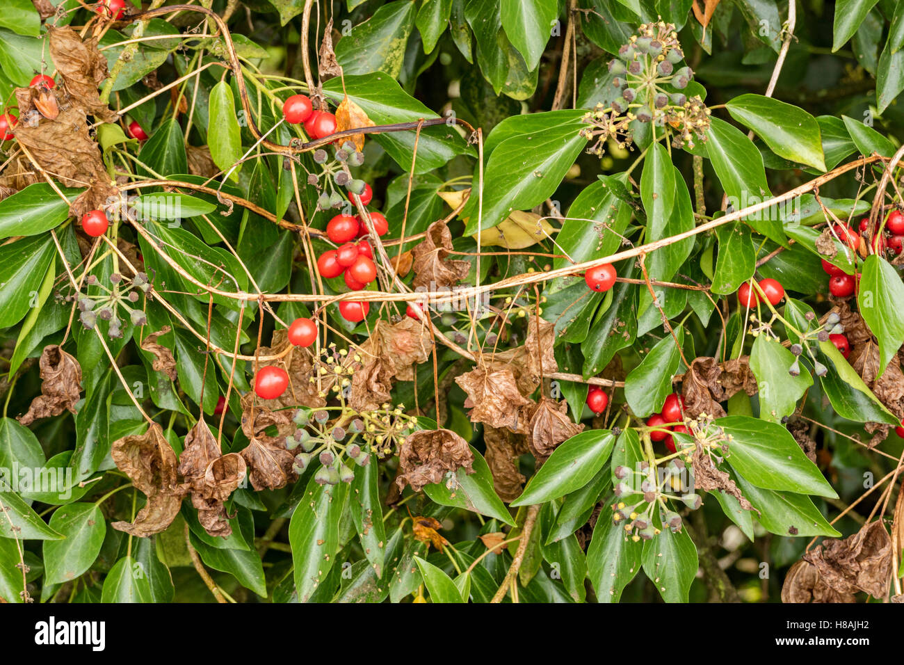 Dioscorea communis, Nero Bryony un nativo di selvatico altamente velenosi fioritura scalatore ed edera in una siepe, England, Regno Unito Foto Stock