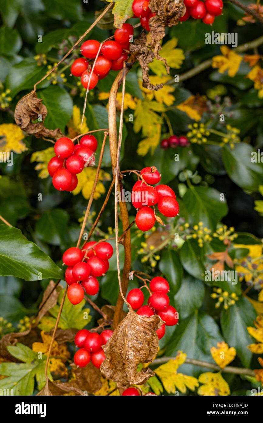 Dioscorea communis, Nero Bryony un nativo di selvatico altamente velenosi fioritura scalatore ed edera in una siepe, England, Regno Unito Foto Stock