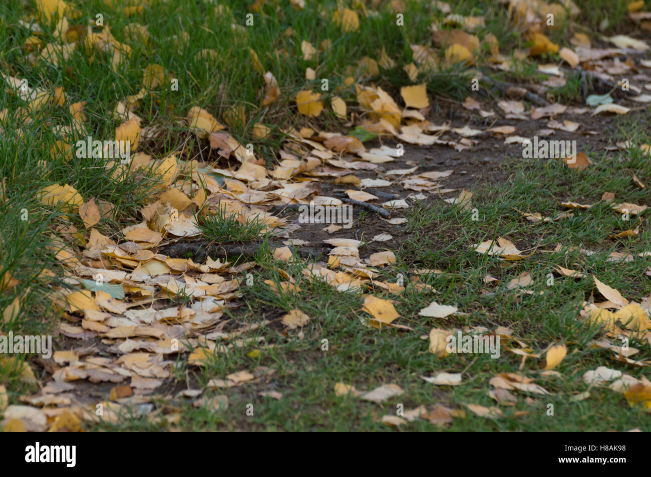 Caduta foglie in una via pedonale. Foto Stock
