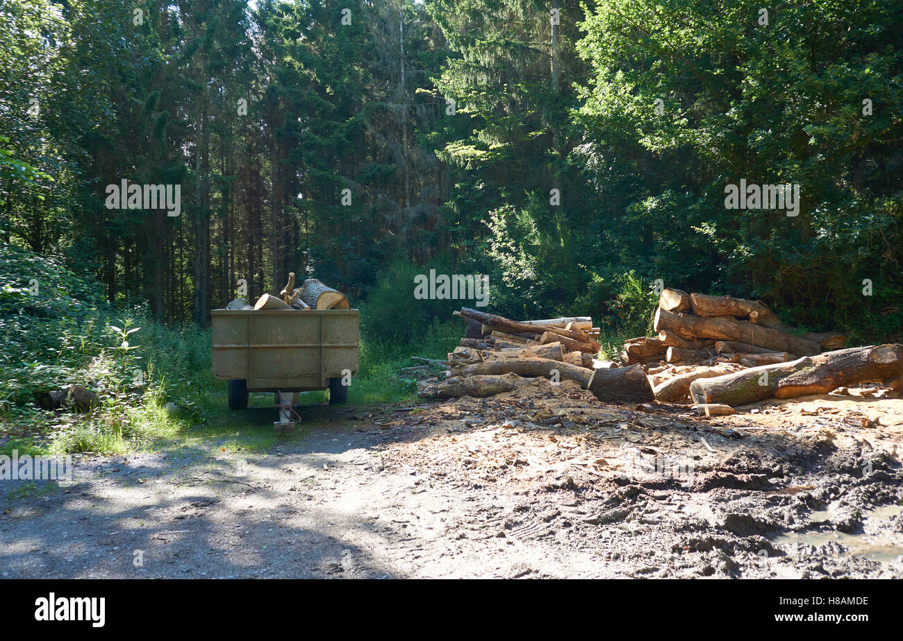 Gli animali nella fauna selvatica vacche e riccio nel terreno forestale Foto Stock