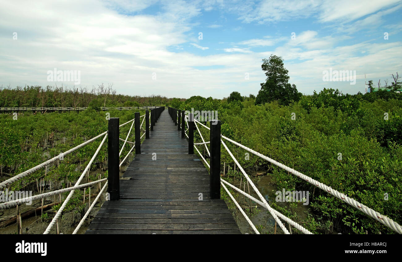 Il lungo ponte in legno passeggiata nella foresta di mangrovie Foto Stock