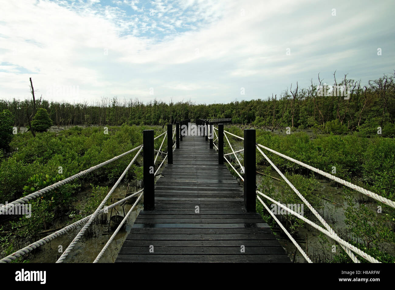 Il lungo ponte in legno passeggiata nella foresta di mangrovie Foto Stock