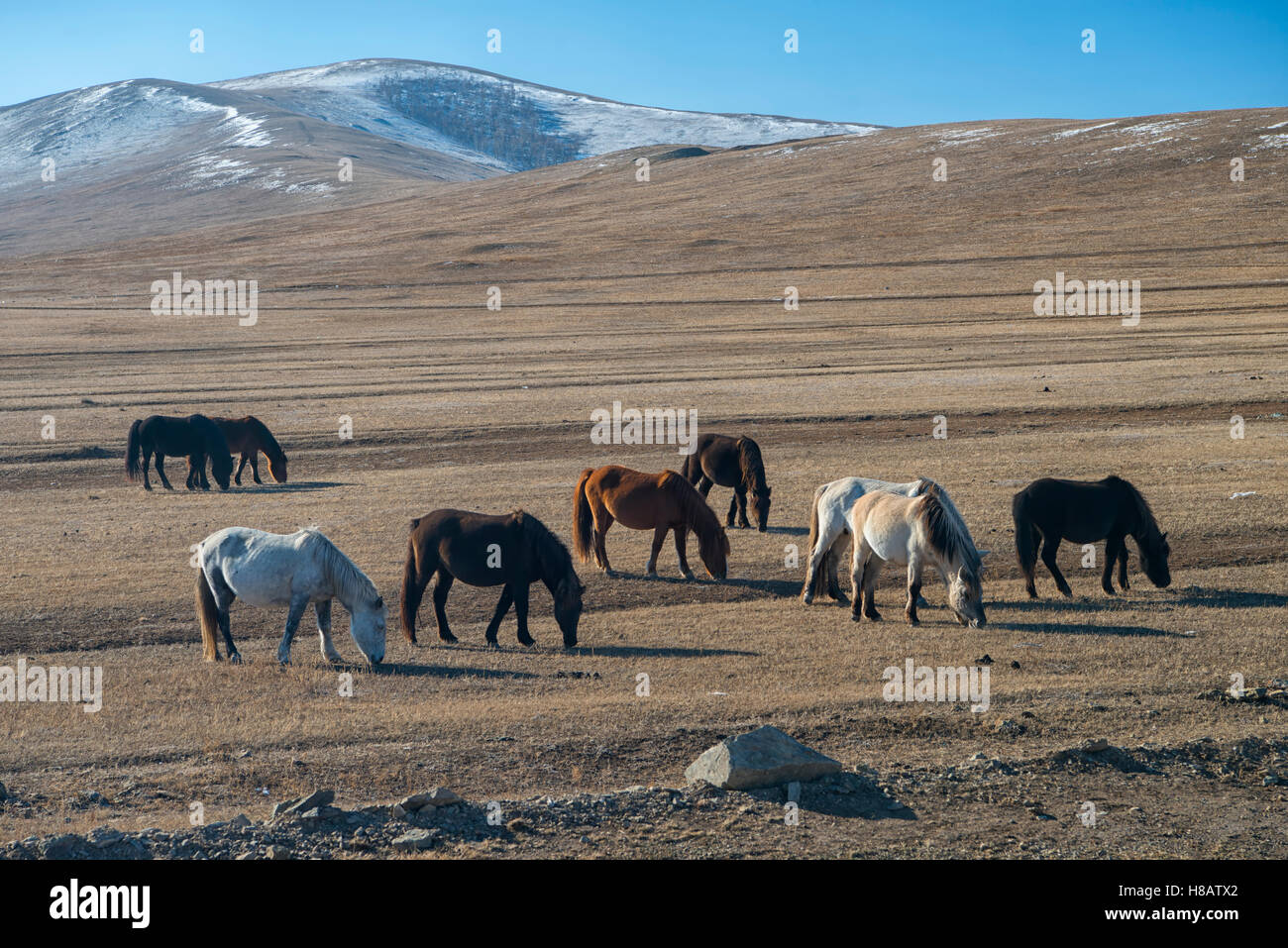 Cavalli selvaggi a Hustai Parco Nazionale di Ulaanbaatar, in Mongolia Foto Stock