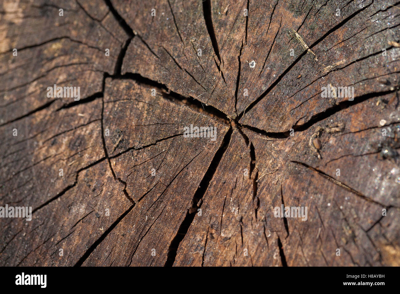 Il vecchio marciume logs Foto Stock